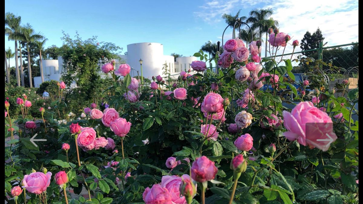 玫菊繽紛樂 ,一起到隱身台北的秘境花園浪漫過耶誕。(圖/公園處提供) 玫菊繽紛樂 ,一起到隱身台北的秘境花園浪漫過耶誕。(圖/公園處提供)
