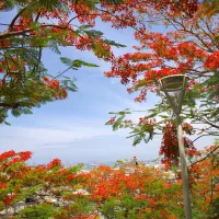 俯瞰鮮紅鳳凰花海與城市建築相輝映。(圖/高市工務局提供) 俯瞰鮮紅鳳凰花海與城市建築相輝映。(圖/高市工務局提供)