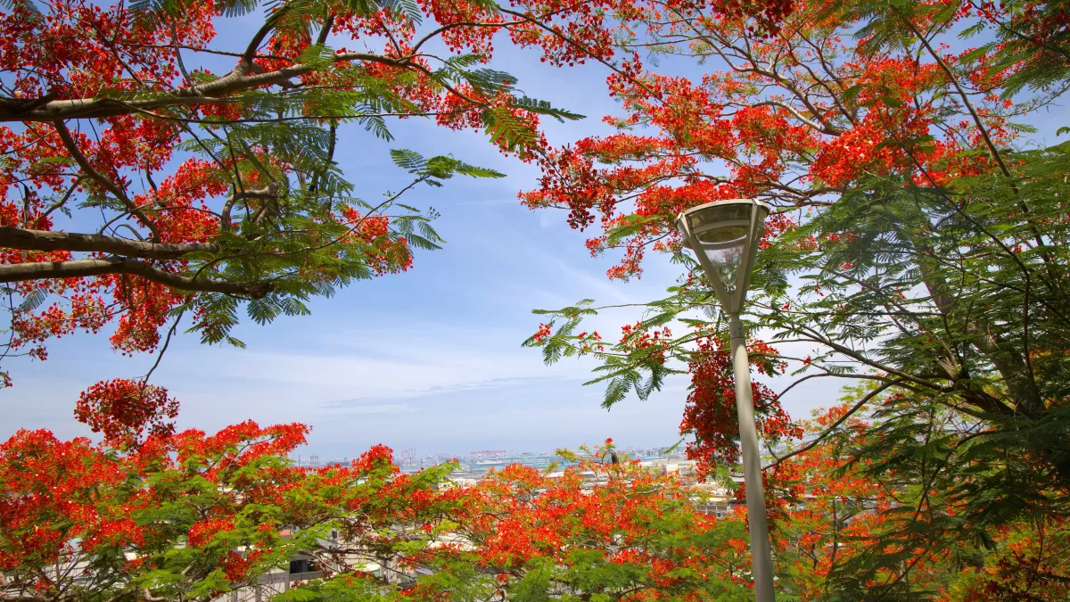 俯瞰鮮紅鳳凰花海與城市建築相輝映。(圖/高市工務局提供)