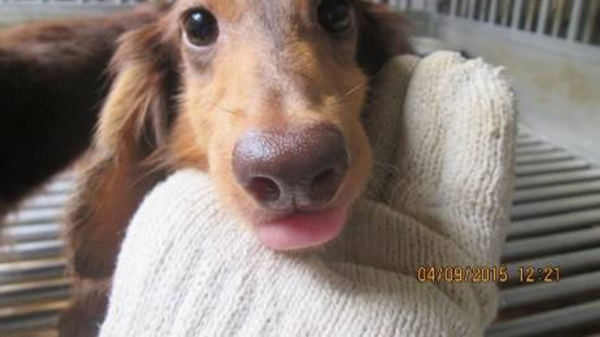 超可愛的毛小孩等待一個溫暖的家。(取自Taiwan SPCA 台灣防止虐待動物協會臉書) 超可愛的毛小孩等待一個溫暖的家。(取自Taiwan SPCA 台灣防止虐待動物協會臉書)