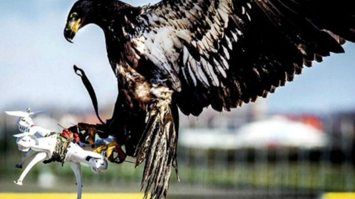 老鷹能夠幫助警方阻截無人機。(BBC中文網) 老鷹能夠幫助警方阻截無人機。(BBC中文網)