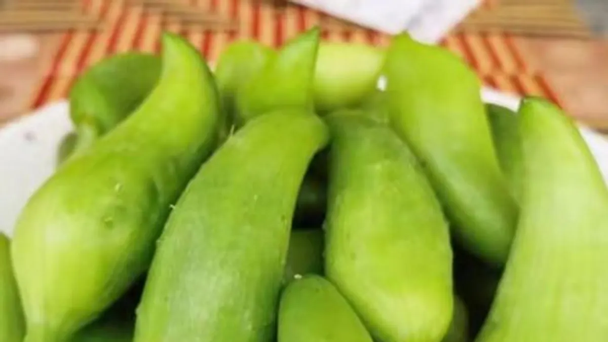 小雀瓜味似小黃瓜,口感爽脆清甜,是世界上體積最小的瓜。(取自百度) 小雀瓜味似小黃瓜,口感爽脆清甜,是世界上體積最小的瓜。(取自百度)