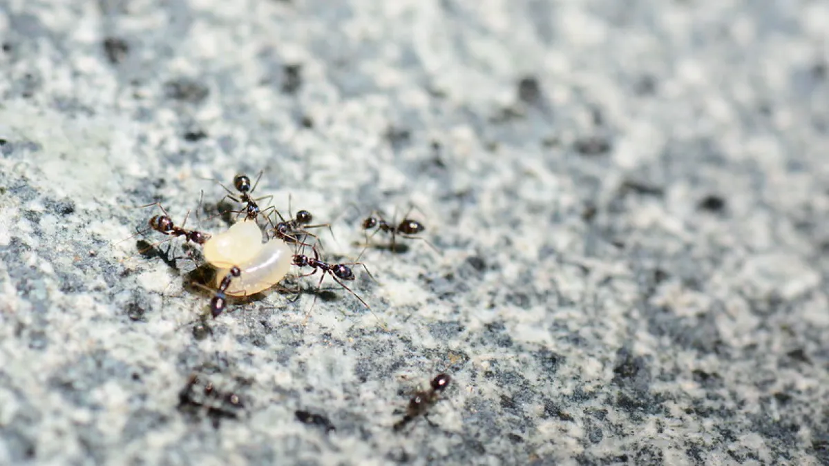 As the hot and humid summer season officially arrives, many residents have noticed a sudden surge of ants inside their homes — particularly after heavy rainfall, when ant populations tend to increase noticeably. (Illustrative image / Ares Hsu@flickr)