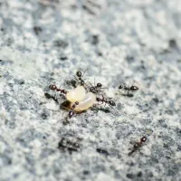 As the hot and humid summer season officially arrives, many residents have noticed a sudden surge of ants inside their homes — particularly after heavy rainfall, when ant populations tend to increase noticeably. (Illustrative image / Ares Hsu@flickr) As the hot and humid summer season officially arrives, many residents have noticed a sudden surge of ants inside their homes — particularly after heavy rainfall, when ant populations tend to increase noticeably. (Illustrative image / Ares Hsu@flickr)