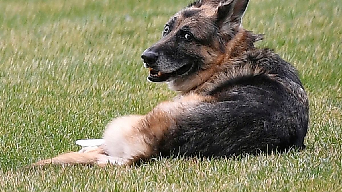 2021年6月19日,美國總統拜登的愛犬「冠軍」(右)辭世。(資料照,美聯社) 2021年6月19日,美國總統拜登的愛犬「冠軍」(右)辭世。(資料照,美聯社)