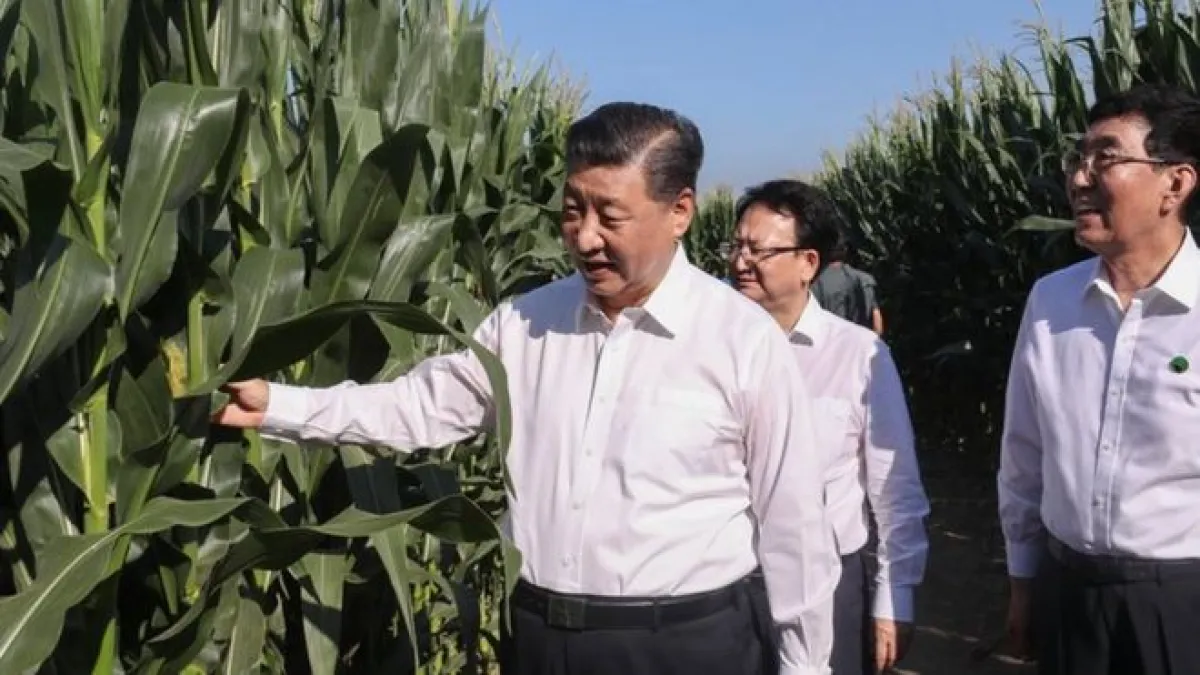 習近平7月曾到中國糧食主產區之一的吉林松遼平原。(BBC News中文)