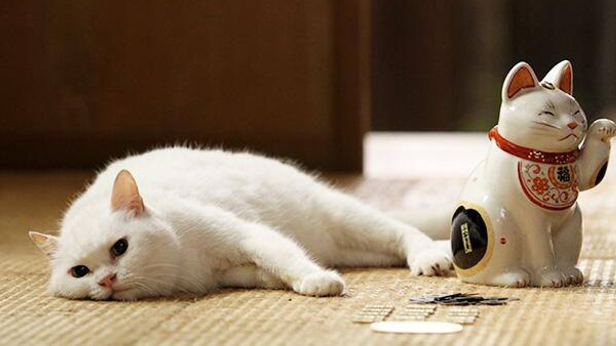 沒有貓奴能抵抗如此軟綿綿的軀體(圖/映画とドラマ「猫侍」@facebook) 沒有貓奴能抵抗如此軟綿綿的軀體(圖/映画とドラマ「猫侍」@facebook)