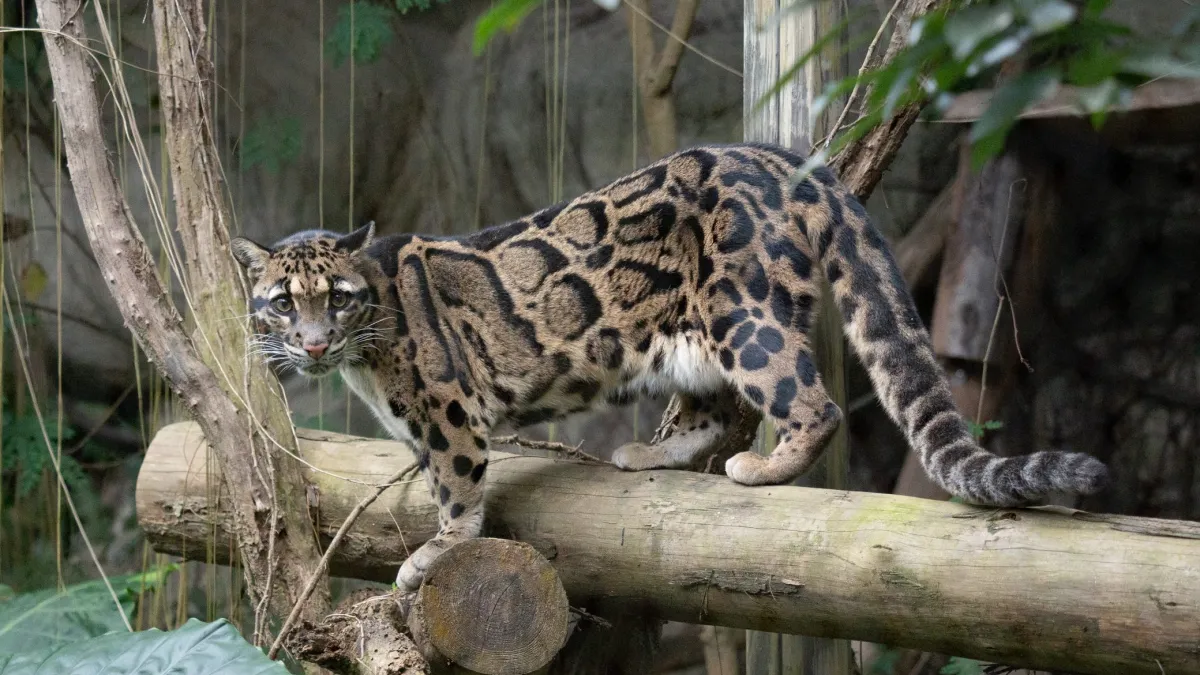 台灣雲豹並非只有原住民族傳說?示意圖為台北市立動物園目前照養在臺灣動物區的雲豹「Suki」。是2016年透過跨國際、跨動物園為共同對雲豹及其共域瀕危野生動物的保育合作,由德國「烏帕塔(Wuppertal)動物園」引進的雌性個體。(示意圖/取自台北市立動物園)