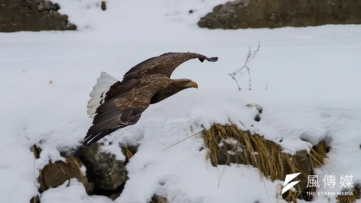 翠峰湖的白尾海鵰可稱台灣第一「奇鳥」;圖為日本北海道的白尾海鵰(呂紹煒攝) 翠峰湖的白尾海鵰可稱台灣第一「奇鳥」;圖為日本北海道的白尾海鵰(呂紹煒攝)