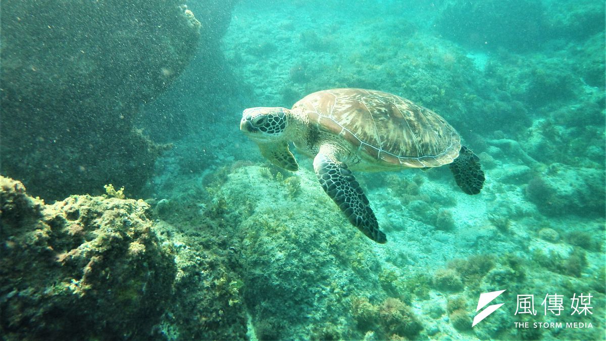 小琉球沿岸的綠蠵龜十分親人,吸引許多民眾下海造訪。(黃天如攝) 小琉球沿岸的綠蠵龜十分親人,吸引許多民眾下海造訪。(黃天如攝)