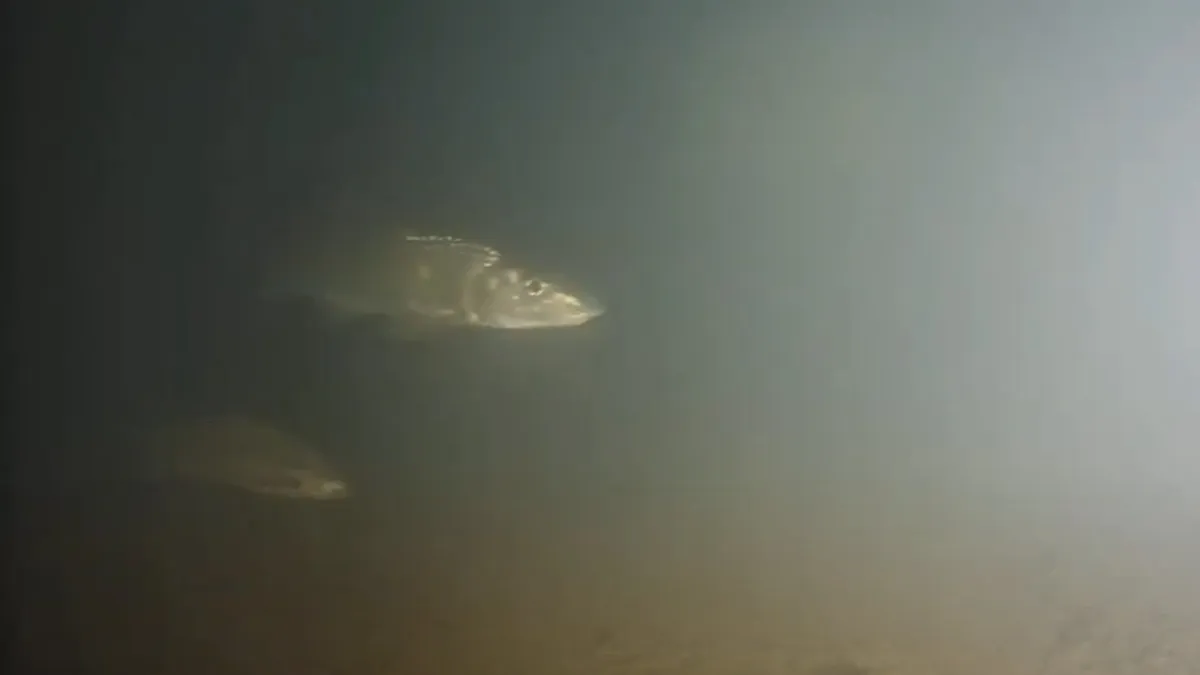 碧潭堰魚道水下AI辨識監視器,監測到原生種魚類上溯(竹竿頭)(圖/新北市政府水利局)