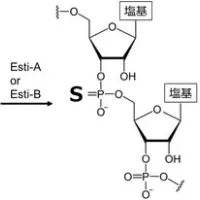 東京都立大学などの国際チームは、古細菌のRNAリンカーに硫黄が導入されるチオリン酸修飾と合成酵素を特定し、天然存在の実証とともに高効率なRNA医薬合成への道を開いた。(写真/東京都立大学提供) 東京都立大学などの国際チームは、古細菌のRNAリンカーに硫黄が導入されるチオリン酸修飾と合成酵素を特定し、天然存在の実証とともに高効率なRNA医薬合成への道を開いた。(写真/東京都立大学提供)
