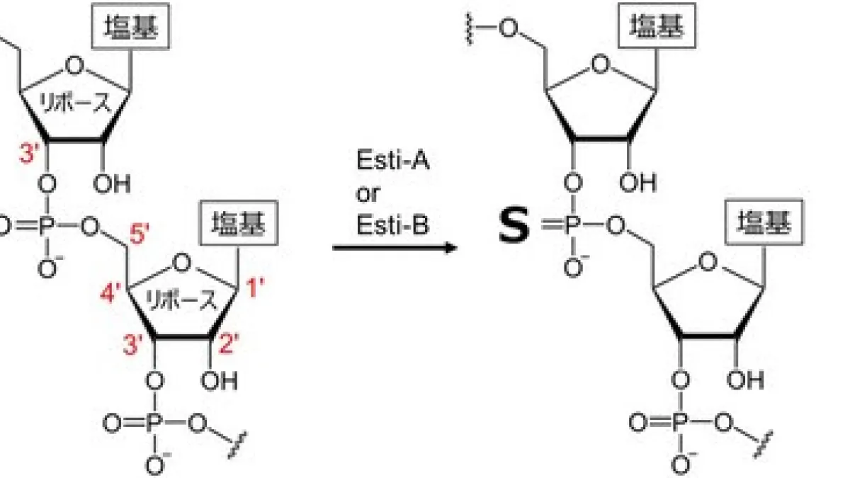 東京都立大学などの国際チームは、古細菌のRNAリンカーに硫黄が導入されるチオリン酸修飾と合成酵素を特定し、天然存在の実証とともに高効率なRNA医薬合成への道を開いた。(写真/東京都立大学提供)