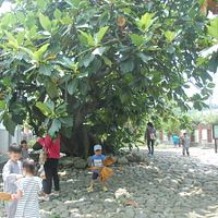 石岡土牛客家文化館麵包樹 勾起老輩童年回憶 石岡土牛客家文化館麵包樹 勾起老輩童年回憶