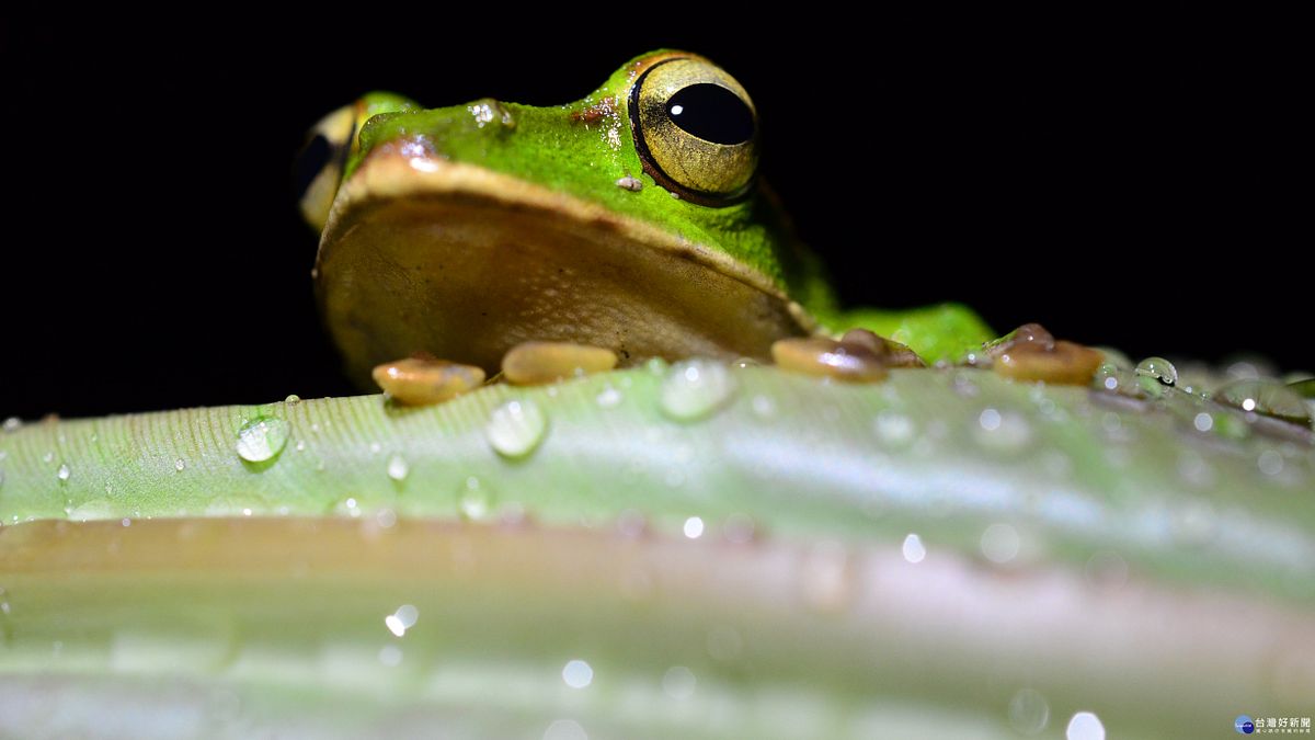 與「青蛙王子的約會」 賞蛙體驗課程 與「青蛙王子的約會」 賞蛙體驗課程