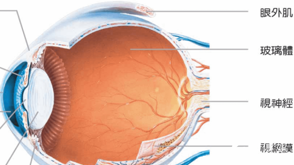 英國科學家成功利用噴墨印表機列印出功能正常的視網膜細胞。(圖片來源:取自網路) 英國科學家成功利用噴墨印表機列印出功能正常的視網膜細胞。(圖片來源:取自網路)