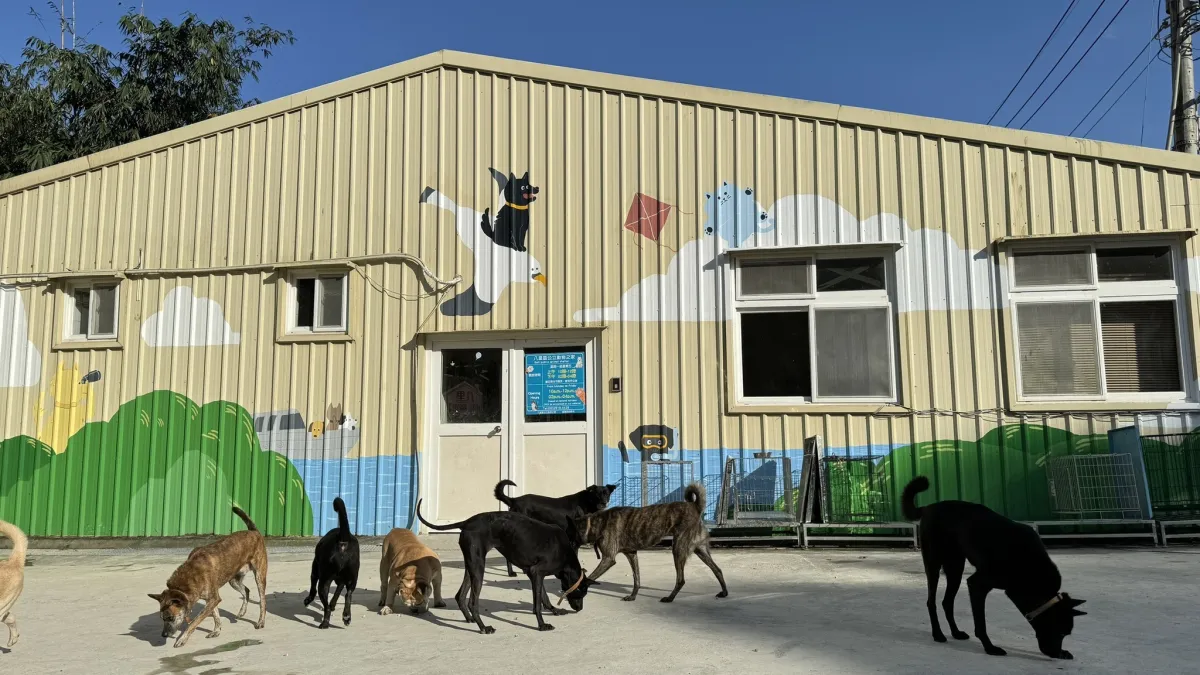 八里動物之家毛寶貝放風日常,大家都好開心出來玩。(圖/新北市動保處提供)