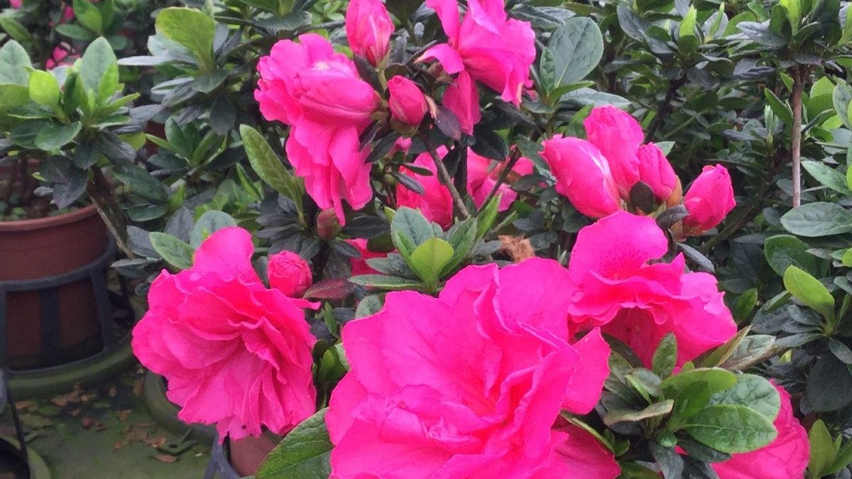 賞杜鵑花「正當時」 金山改良杜鵑品種紅玫瑰吸睛 賞杜鵑花「正當時」 金山改良杜鵑品種紅玫瑰吸睛