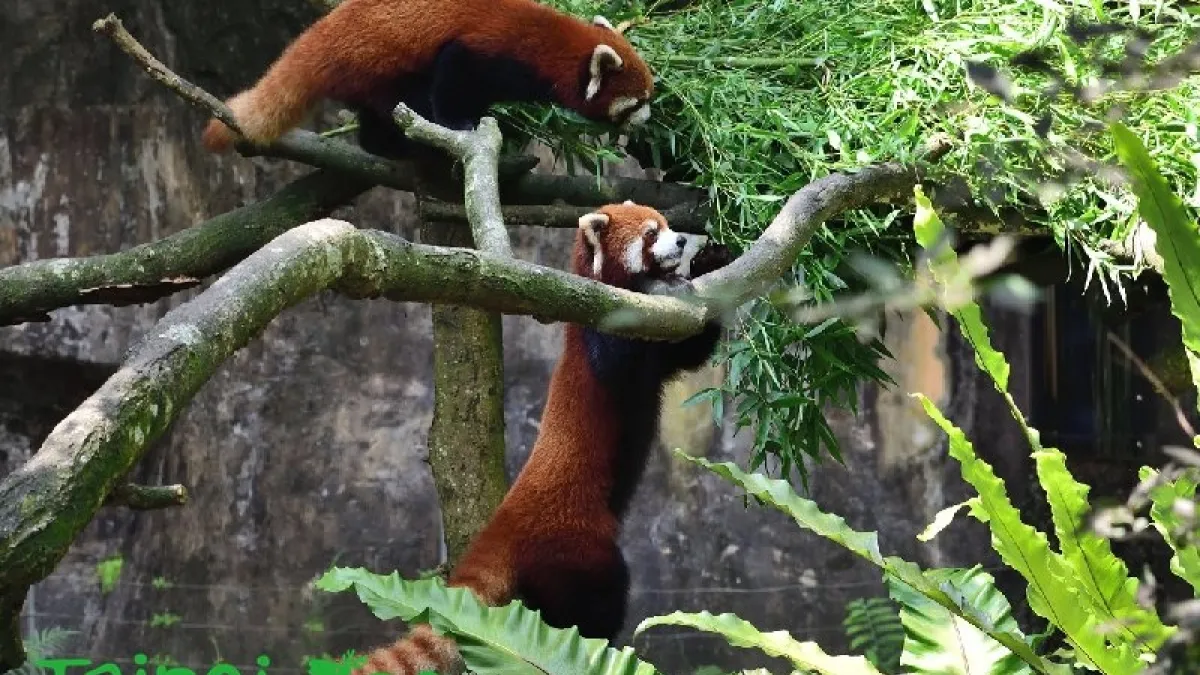 小貓熊群長大了! 精力旺盛嗨翻動物園
