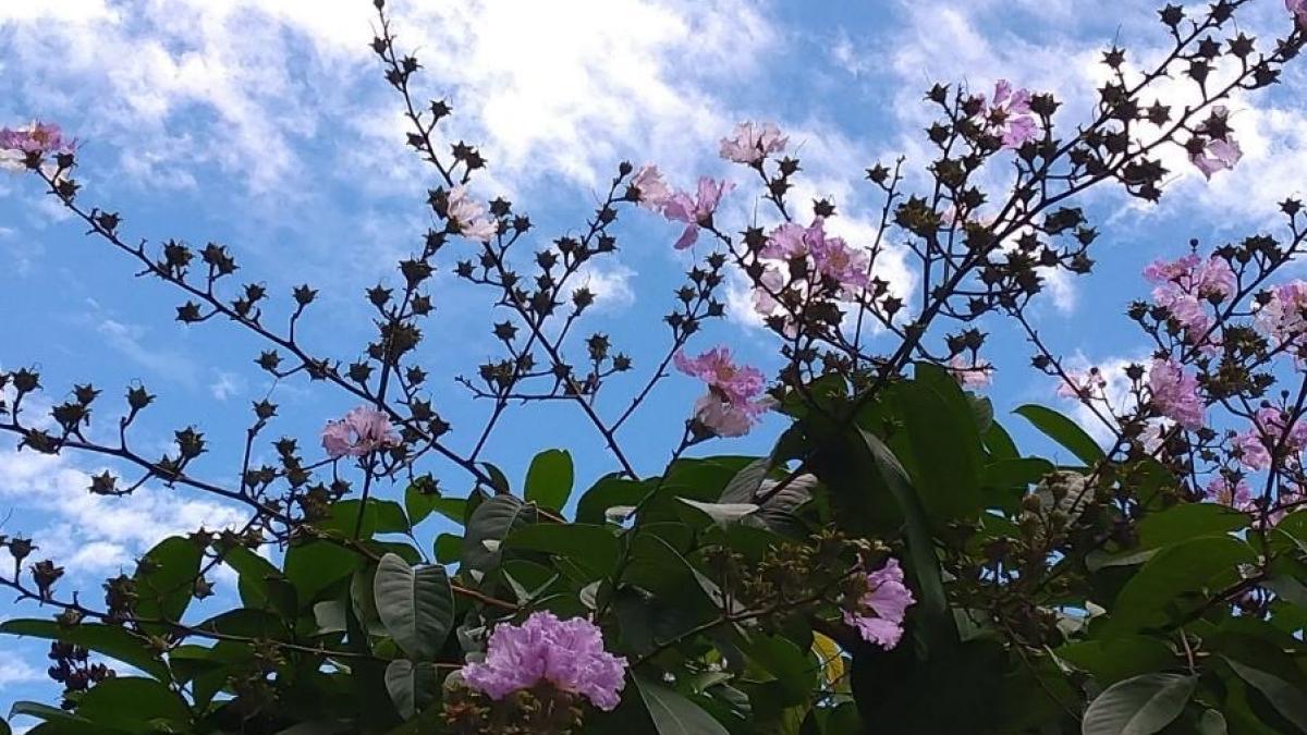 那年說好一起賞花的人呢?內湖紫薇盛放 滿城花雨勾起今夏最深思念