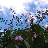 臺北街頭下起紫色花雨 內湖大花紫薇盛開像極了愛情最遺憾的模樣。(圖/北市工務局提供) 臺北街頭下起紫色花雨 內湖大花紫薇盛開像極了愛情最遺憾的模樣。(圖/北市工務局提供)