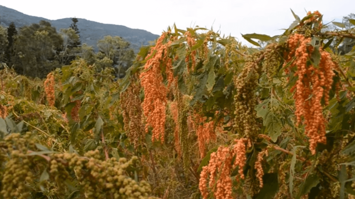 它是原住民的百年主食,營養價值高!(取自youtube) 它是原住民的百年主食,營養價值高!(取自youtube)