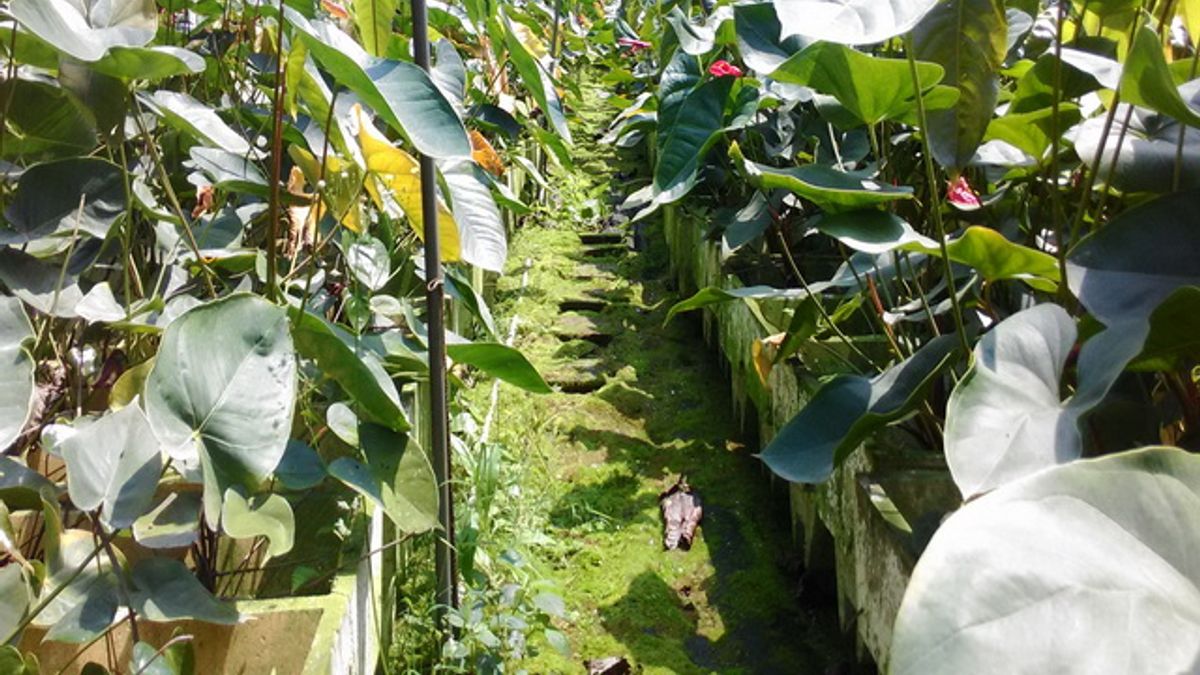 生物科技突破 農試所研成中草藥劑克服火鶴花黑死病 生物科技突破 農試所研成中草藥劑克服火鶴花黑死病