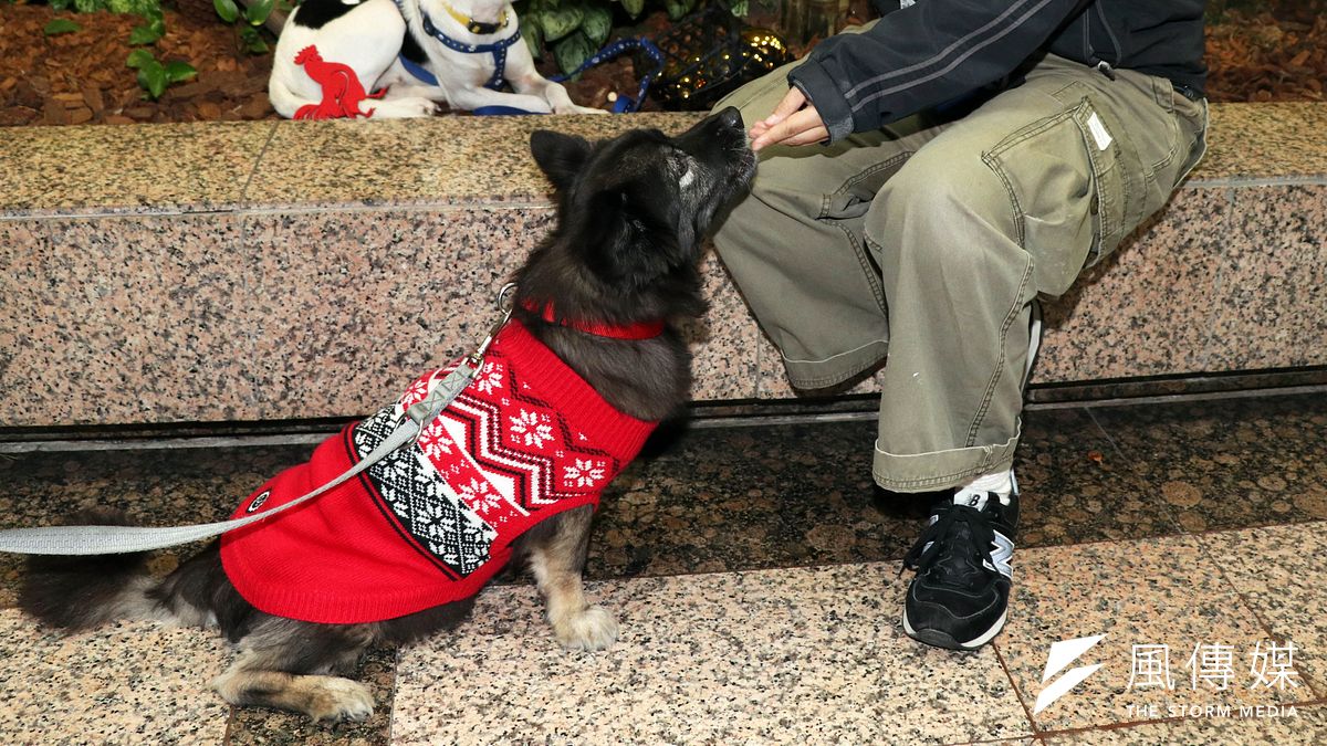 農委會舉行「告別12夜 生命不倒數」記者會,宣告自6日零時起全國公立動物收容所,將全面停止人道撲殺,12夜正式劃下句點。(蘇仲泓攝) 農委會舉行「告別12夜 生命不倒數」記者會,宣告自6日零時起全國公立動物收容所,將全面停止人道撲殺,12夜正式劃下句點。(蘇仲泓攝)