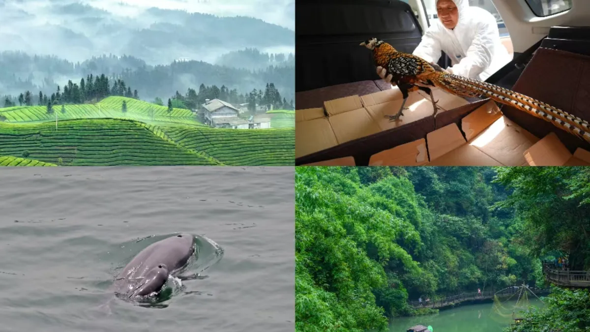 World Environment Day: Hubei, where nature thrives