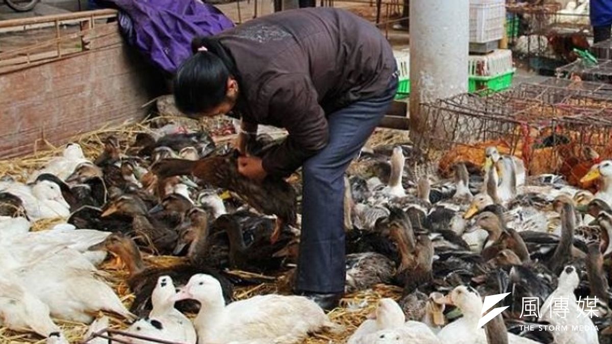 中國江西南昌傳出首例H10N8禽流感致死案例。(圖片來源:中新網) 中國江西南昌傳出首例H10N8禽流感致死案例。(圖片來源:中新網)