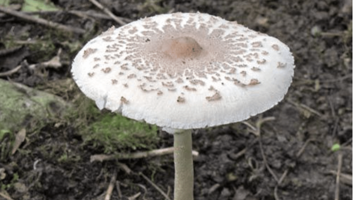 有毒的綠褶菇跟可食用的白色雨傘菇 及雞肉絲菇 相似,常被混淆因而誤食中毒。(圖/南投縣政府提供) 有毒的綠褶菇跟可食用的白色雨傘菇 及雞肉絲菇 相似,常被混淆因而誤食中毒。(圖/南投縣政府提供)