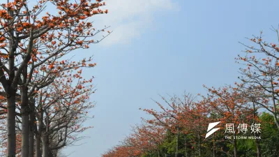雲林崙背鄉已連4年舉辦「木棉花文化節」,每年3月、4月份正是花季,花朵嫣紅亮麗、形成美麗景致,目前雲11縣道兩旁的木棉花正綻放,是民眾欣賞美景的好所在。(圖/雲林縣政府提供)