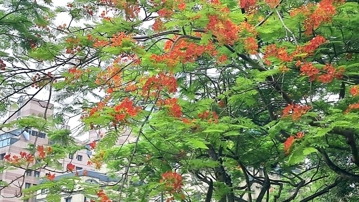 鳳凰花又開了 你卻不在了!松德公園紅花鋪天蓋地盛放 整座台北都在替青春流淚