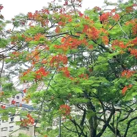 松德公園鳳凰木迎來盛花期,火紅花海宛如燃燒的晚霞,也像一封寫給青春與離別的深情情書。(圖/台北市公園處提供) 松德公園鳳凰木迎來盛花期,火紅花海宛如燃燒的晚霞,也像一封寫給青春與離別的深情情書。(圖/台北市公園處提供)