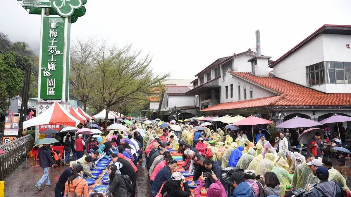 南投梅子節 1500人風雨無阻做脆梅