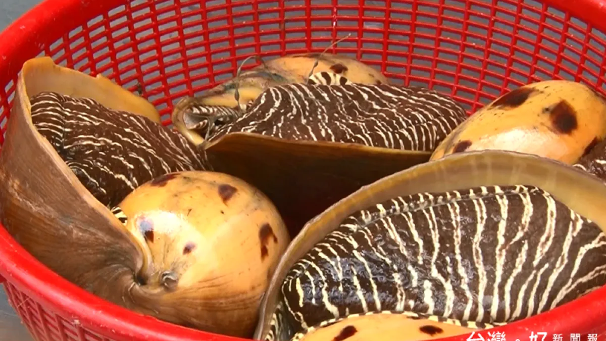 交大研發便攜式魚肉檢測器 一分鐘得知新鮮度