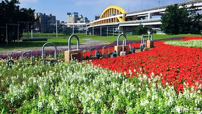 冬季花海繽紛盛開 基隆河畔好浪漫