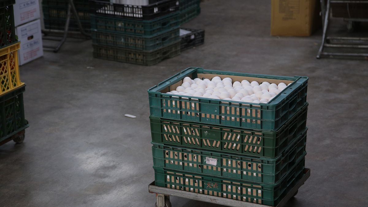 15萬顆毒雞蛋「4天僅回收3萬顆」 食藥署說明「每顆都回收」有多難