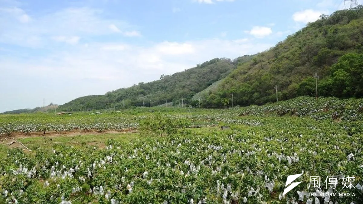 愛文芒果在屏東枋山採收前的情況。(作者提供)