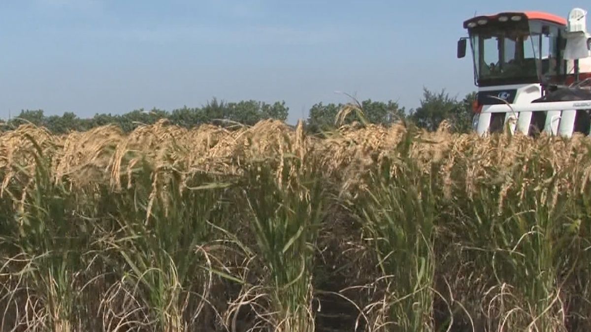 「好香米」收成 品嚐好米是時候 「好香米」收成 品嚐好米是時候