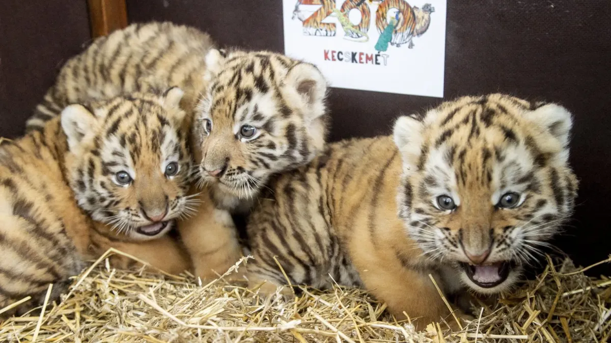 動物園「疫情嬰兒潮」:匈牙利的凱奇凱梅特動物園(Kecskemét Zoo)的東北虎首次誕下老虎寶寶。(AP)