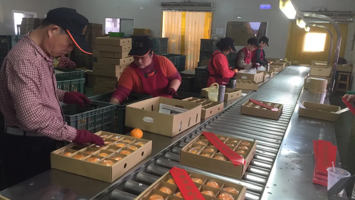 椪柑是嘉義縣每年外銷的主力作物之一。(圖/嘉義縣政府提供)