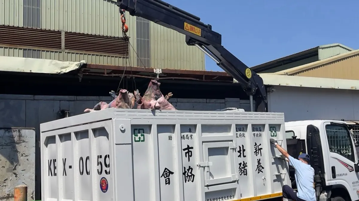 確認車廂內載運斃死豬數量。(圖/新北市動保處提供)