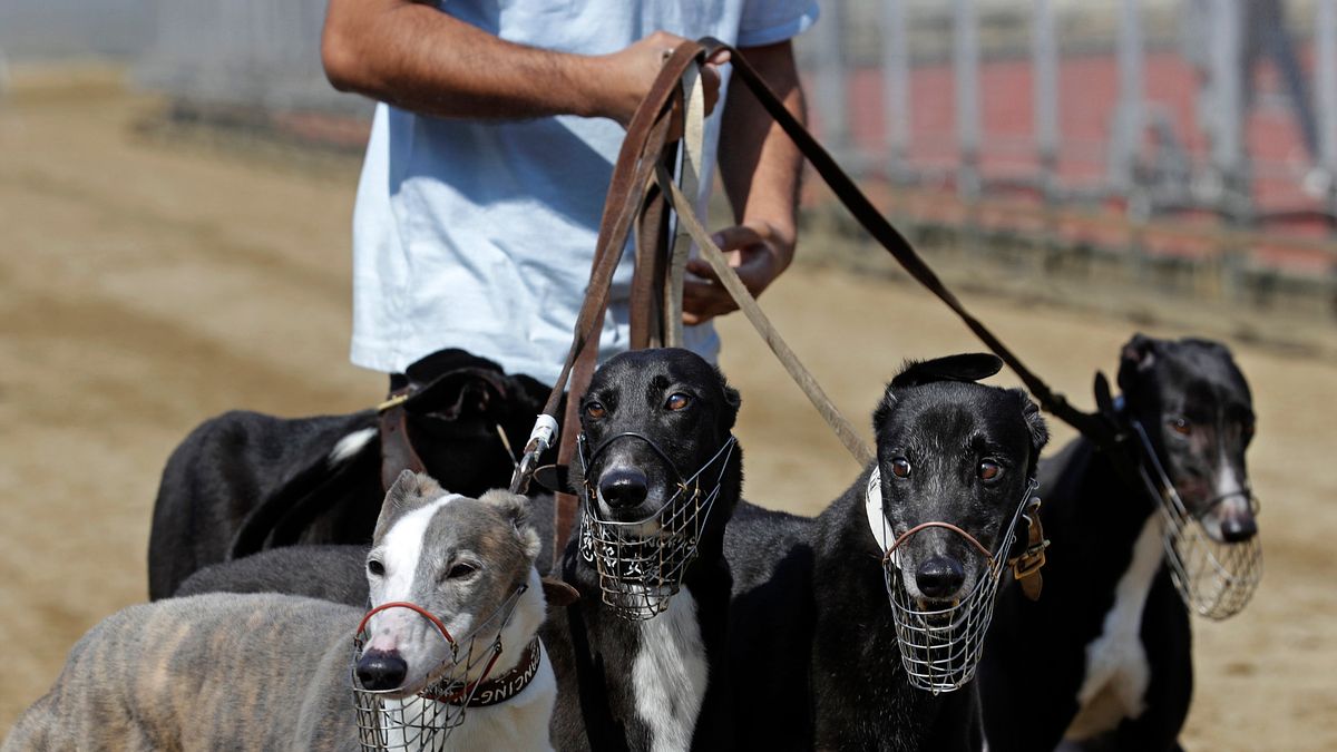 澳門逸園賽狗會(Canidrome)於21日正式吹熄燈號,533隻格力犬(greyhound)的何去何從成為了許多人關注的問題。(AP) 澳門逸園賽狗會(Canidrome)於21日正式吹熄燈號,533隻格力犬(greyhound)的何去何從成為了許多人關注的問題。(AP)