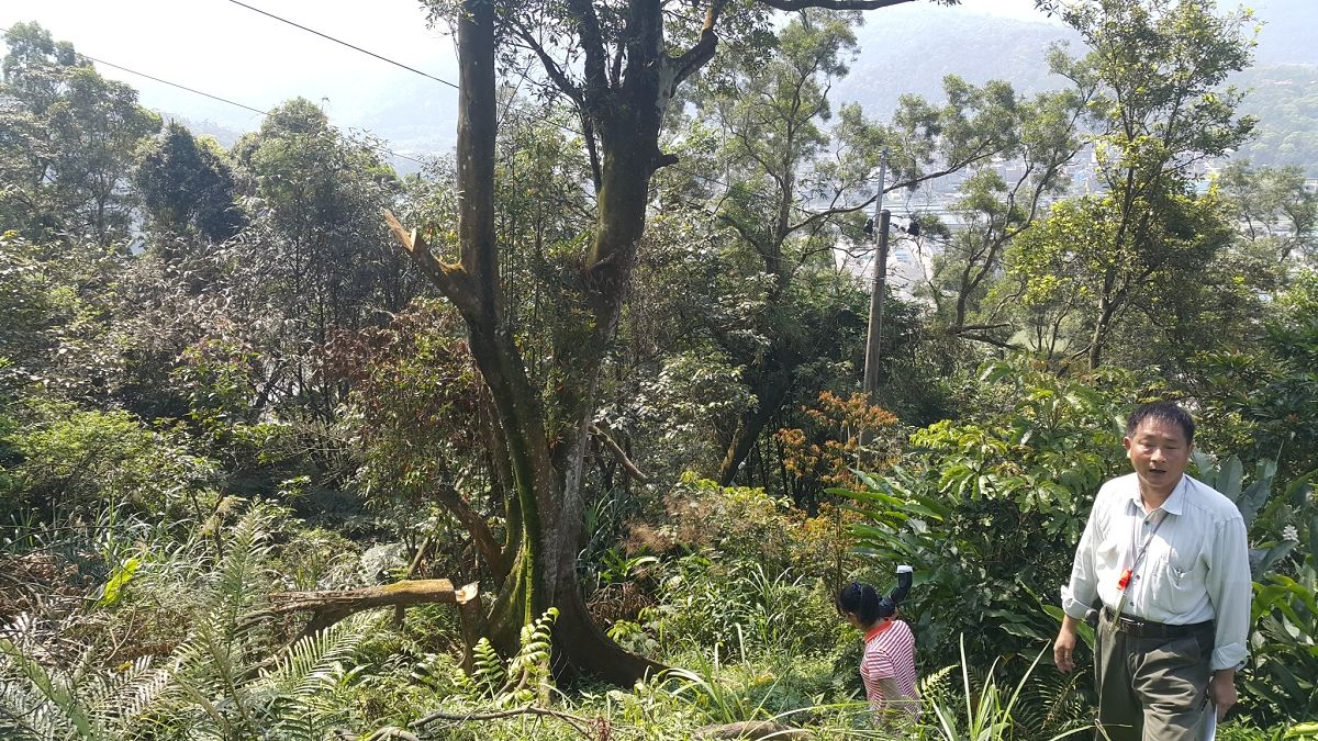 只為維護配電線路 台電竟砍除新店百年杜英樹 只為維護配電線路 台電竟砍除新店百年杜英樹