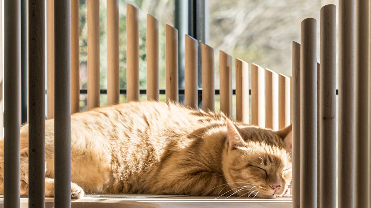 日本設計師小宮山洋打造的貓跳台「Neko」,用材高級、設計簡潔,擺在客廳除了喵星人歡喜之外,也堪稱一大風景。(圖/取自Dezeen,瘋設計提供) 日本設計師小宮山洋打造的貓跳台「Neko」,用材高級、設計簡潔,擺在客廳除了喵星人歡喜之外,也堪稱一大風景。(圖/取自Dezeen,瘋設計提供)