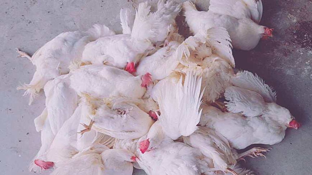 去去年「海藍」蛋雞種雞場接種疫苗失敗,數百萬隻蛋雞感染馬立克病毒死亡。(照片提供/蛋農) 去去年「海藍」蛋雞種雞場接種疫苗失敗,數百萬隻蛋雞感染馬立克病毒死亡。(照片提供/蛋農)