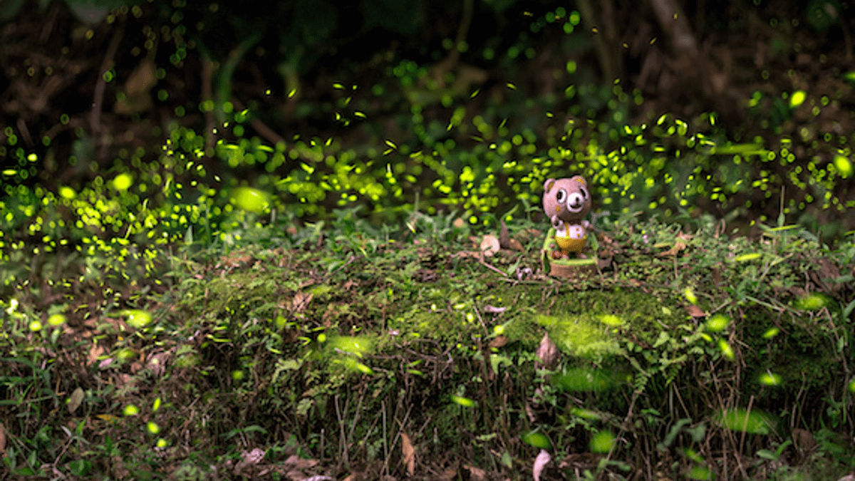 2018年的螢火蟲季來了,數量、種類最多的季節出現於三月下旬至六月,碧潭旁的「和美山」正是賞螢火蟲的好去處。(圖/網路溫度計提供) 2018年的螢火蟲季來了,數量、種類最多的季節出現於三月下旬至六月,碧潭旁的「和美山」正是賞螢火蟲的好去處。(圖/網路溫度計提供)