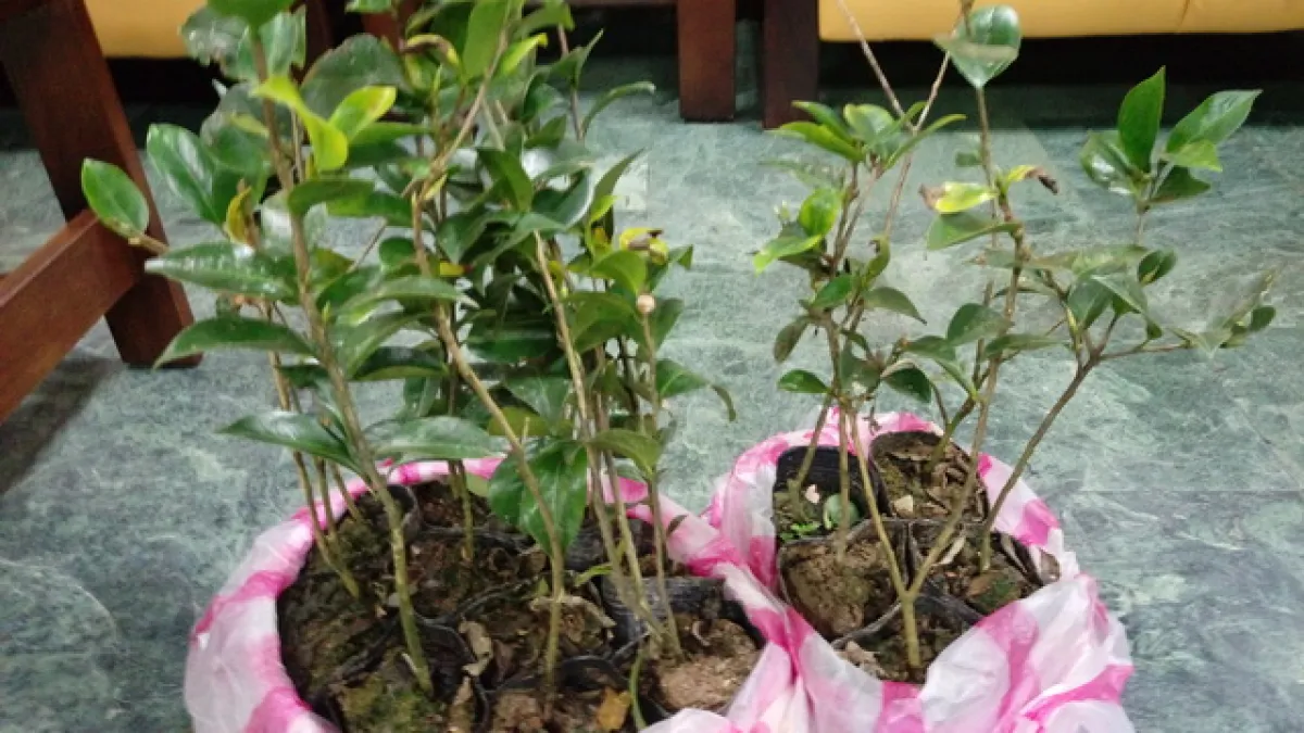 種樹美化環境 新竹林區管理處六地同步贈苗
