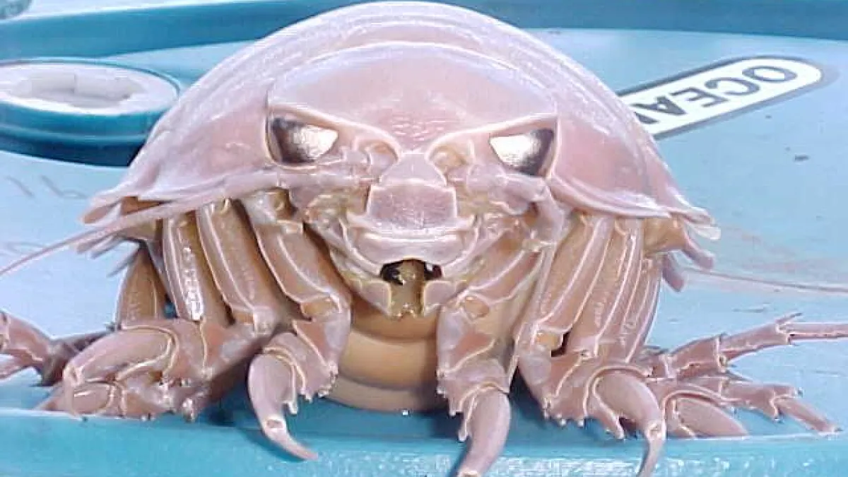 大王具足蟲(giant isopod,學名Bathynomus giganteus)(User:Borgx@Wikipedia / CC BY-SA 3.0)